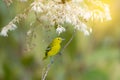 Yellow bird with white flower.