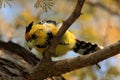 Yellow birds Crested Barbet, Trachyphonus vaillantii, Chobe National Park, Botswana