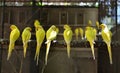 Yellow birds meeting Royalty Free Stock Photo