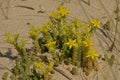 Yellow biting stonecrop in the dunes