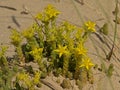 Yellow biting stonecrop in the dunes