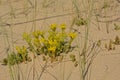 Yellow biting stonecrop in the dunes