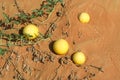 Yellow bitter apples Citrullus colocynthis in red sand of Oman desert