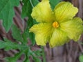 Yellow bitter gourd flower looking nice. Royalty Free Stock Photo