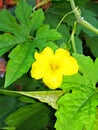 Yellow bitter gourd flowere with decorative green leaves in the garden