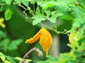 Yellow bitter gourd with red seeds hanging in organic garden.