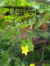 Yellow bitter melon flower vines Royalty Free Stock Photo