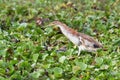 Yellow Bittern Royalty Free Stock Photo