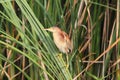 Yellow Bittern