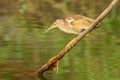 Yellow Bittern