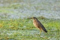 Yellow Bittern bird in green marsh lands in rural India