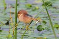 Yellow Bittern and fish