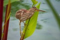 Yellow bittern perched on a reed of a pond Royalty Free Stock Photo