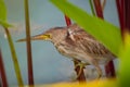 Yellow bittern perched in the reeds of a pond Royalty Free Stock Photo