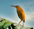 Yellow Bittern perching on tree branch