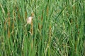 Yellow Bittern