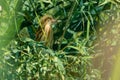 Yellow Bittern subadult