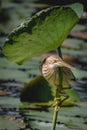 Yellow Bittern