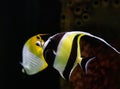 Yellow and black angel fish