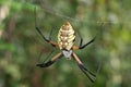 Yellow and Black argiope