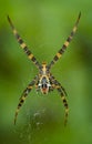 Yellow-black Argiope spider in its web. Bottom view Royalty Free Stock Photo