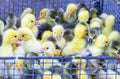 Yellow and black baby ducklings in a cage on rural market. Little fluffy babies chicks. Poultry farm Royalty Free Stock Photo