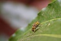 A yellow and black banded hover fly resting on a dark green garden plant