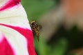 Yellow and black banded male hoverfly, Syrphus ribesii, on a pink and white petunia flower, side view, close-up Royalty Free Stock Photo