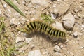 Yellow and Black Hairy Caterpillar Crawling on Gravel Royalty Free Stock Photo