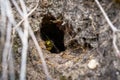 Yellow, black bees flying out at the entrance of Nest Hole in ground