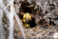 Yellow, black bees flying out at the entrance of Nest Hole in ground