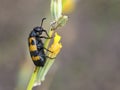 Yellow-black beetle is located on a field flower to have lunch Royalty Free Stock Photo