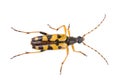 Yellow black bug on a white background Royalty Free Stock Photo