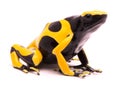 Yellow black bumblebee poison dart frog, Dendrobates leucomela