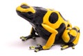 Yellow black bumblebee poison dart frog Dendrobates leucomelas