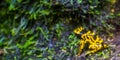 Yellow and black bumblebee poison dart frog in macro closeup, popular amphibian pet, Tropical animal specie from the rainforest of