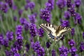 Yellow black butterfly called swallowtail in a field with lavender Royalty Free Stock Photo