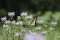 Yellow & black tiger swallowtail butterfly pollinating purple flower weeds Royalty Free Stock Photo