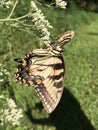 Yellow and Black Butterfly - Eastern Tiger Swallowtail Papilio Royalty Free Stock Photo