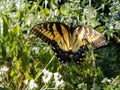 Yellow and Black Butterfly - Eastern Tiger Swallowtail Papilio Royalty Free Stock Photo