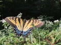 Yellow and Black Butterfly - Eastern Tiger Swallowtail Papilio Royalty Free Stock Photo