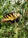 Yellow and Black Butterfly - Eastern Tiger Swallowtail Papilio Royalty Free Stock Photo