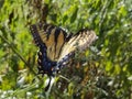 Yellow and Black Butterfly - Eastern Tiger Swallowtail Papilio Royalty Free Stock Photo