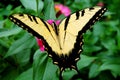 Yellow and black butterfly on a flower