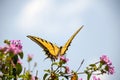 Yellow and black butterfly flying over pink flowers Royalty Free Stock Photo