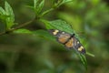 Yellow and black butterfly and green background defocused Royalty Free Stock Photo