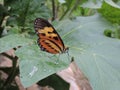 Yellow and black butterfly nesting sitting on a green leaf laying eggs, amidst nature. Royalty Free Stock Photo