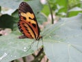 Yellow and black butterfly nesting sitting on a green leaf laying eggs, amidst nature. Royalty Free Stock Photo