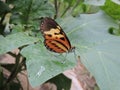 Yellow and black butterfly nesting sitting on a green leaf laying eggs, amidst nature. Royalty Free Stock Photo