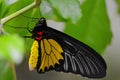 Golden Birdwing (Troides aeacus) butterfly Royalty Free Stock Photo